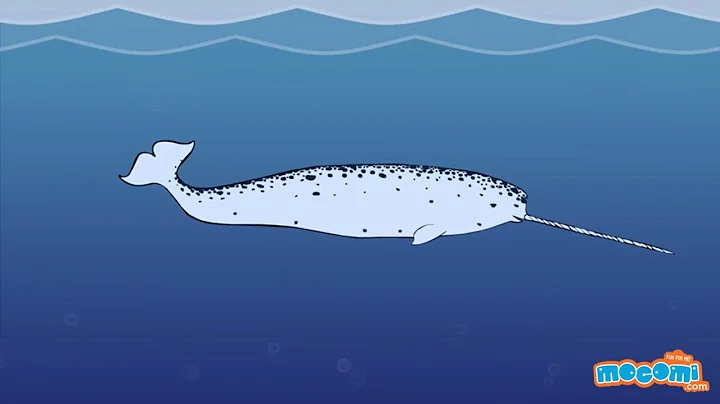 11 Facts about Narwhals - Narwhal Whale Fun Fact for Kids | Educational Videos by Mocomi Kids - DayDayNews