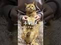 【猫ダンス/千利休~エグスプロージョン】 #cat #猫 #shorts