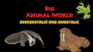 невероятный мир животных от big animal world невероятный мир животных от big animal world