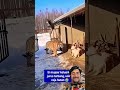 tiger vs Funny Cat Moment‼️ #shorts