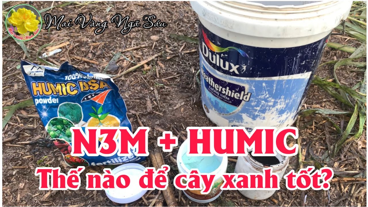 Thời điểm kết hợp N3M và Humic để cây mai xanh tốt