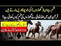 Why Allah Created Horse Very Interesting Facts In Urdu Hindi