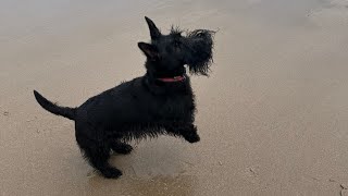 Rory the Scottie enjoys a beach break ❤