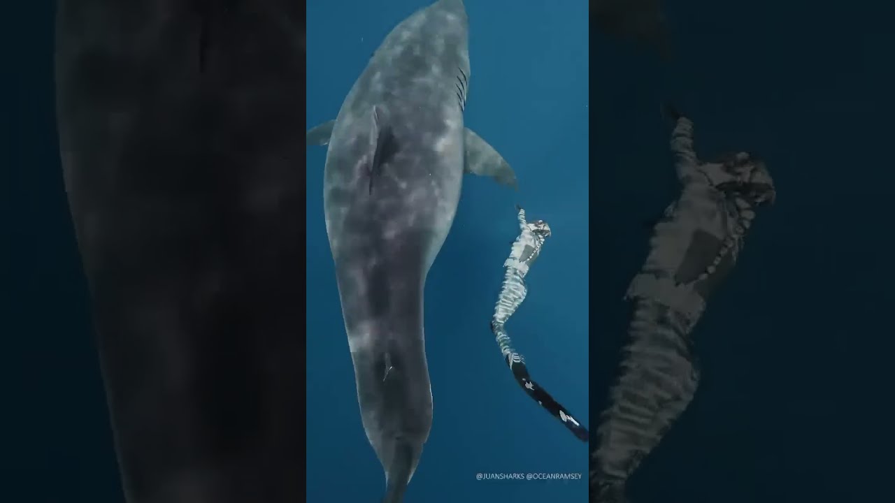 Largest Great White Ever Recorded I Am A Professional Do Not Attempt Greatwhite Shark