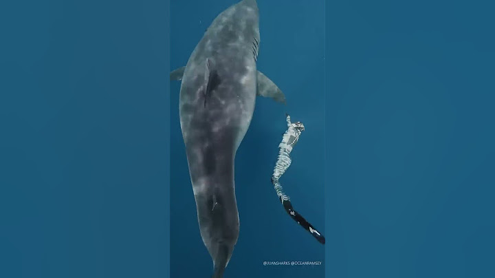 Largest Great White ever recorded ‼️🤩 *I am a professional. Do not attempt. #greatwhite #shark