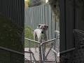 Smart Dog vs Dumb Dog 🐶 w OnlyJayus - #Shorts