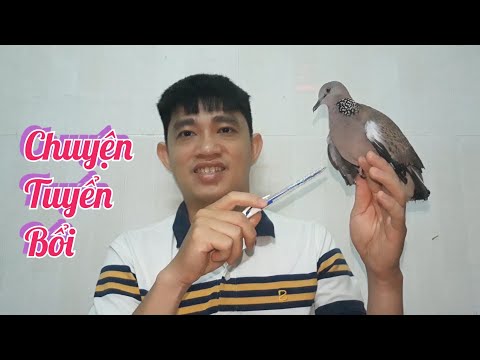 Video Đâu Là Tiêu Chí Chọn Bổi Cho Anh Em Mới Chơi Để Tập... - youtube