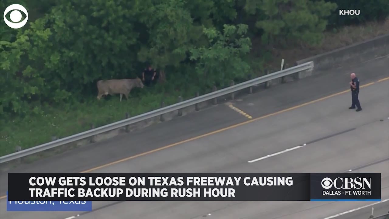 Traffic Backup After Cow Gets Loose On Texas Freeway YouTube