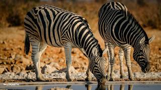 LIVE at the waterhole - 16 July 2026