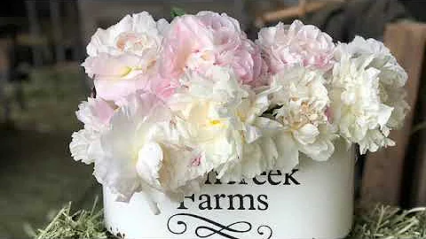 Peony Comparisons, Mothers Choice, Shirley Temple ...