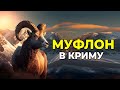 Описание горного барана муфлона