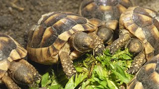 Mláďata suchozemských želv v Zoo Ostrava – mláďata želv vroubených