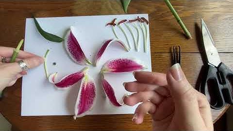 Flower Dissection with Emily