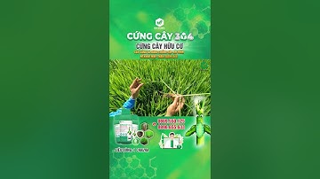 CỨNG CÂY 304 - GIÚP LÚA LÙN CÂY RÕ RỆT, RA RỄ MẠNH, XANH LÁ, DÀY LÁ #idaglobal #cungcay304 #trending