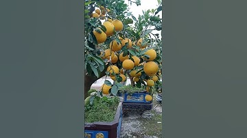 Bưởi cảnh Tết