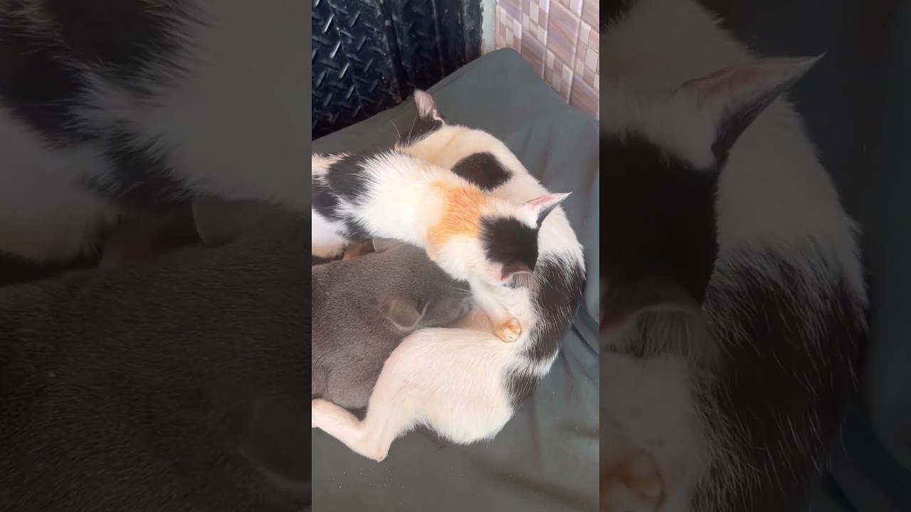 🤣🤣🤣🤣🤣the big #cat #grey #feeding #breastmilk #mother #cat