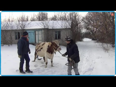 Нам столько коров не нужно, так будет лучше для всех, жизнь в деревне