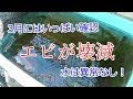 アナカリス水槽でエビが壊滅　メダカの移動は延期
