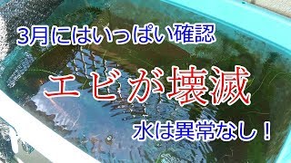 アナカリス水槽でエビが壊滅 メダカの移動は延期 Youtube アナカリス水槽でエビが壊滅 メダカの移動は延期 Youtube