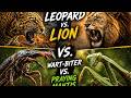 Leopard vs Lion Final Fight + Deadly Insect Battle | Wildlife Documentary Urdu #animals #wildlife