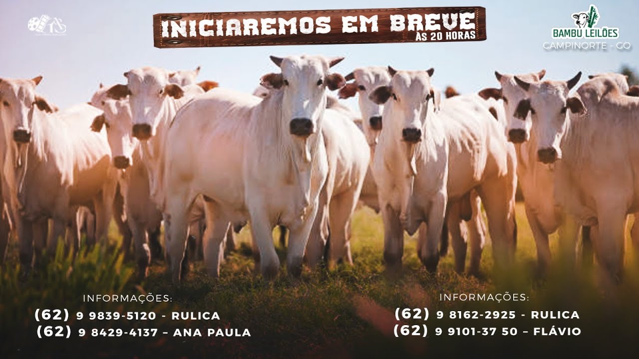LEILÃO DE GADO DE GORTE BAMBU LEILÕES   -  CAMPINORTE - GOIÁS  06  / 03 / 2026