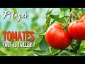 TAILLER LES TOMATES ? QUAND, COMMENT & POURQUOI ? LA TAILLE AU JARDIN POTAGER EN PERMACULTURE