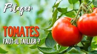 TAILLER LES TOMATES ? QUAND, COMMENT & POURQUOI ? LA TAILLE AU JARDIN POTAGER EN PERMACULTURE