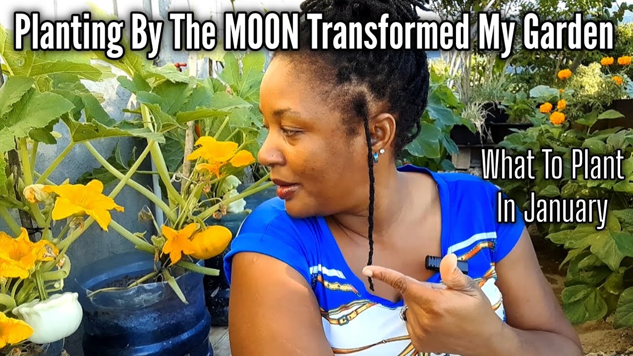 Посадка растений при лунном свете преобразила мой сад / Что сажать в январе 2026 года