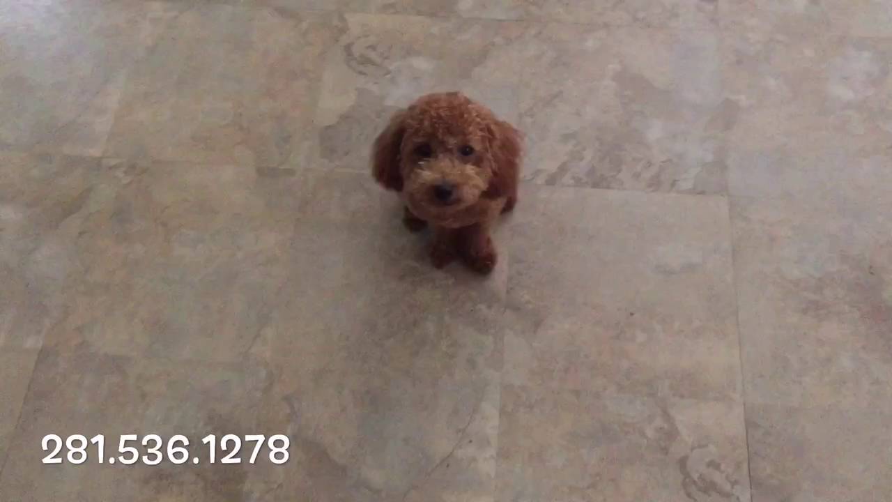 The Dog Messiah Good Word Theory Intro