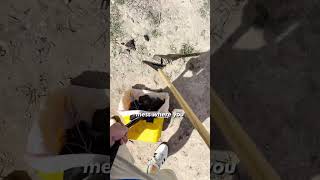 Two Dogs Means Double the Build Up Fast