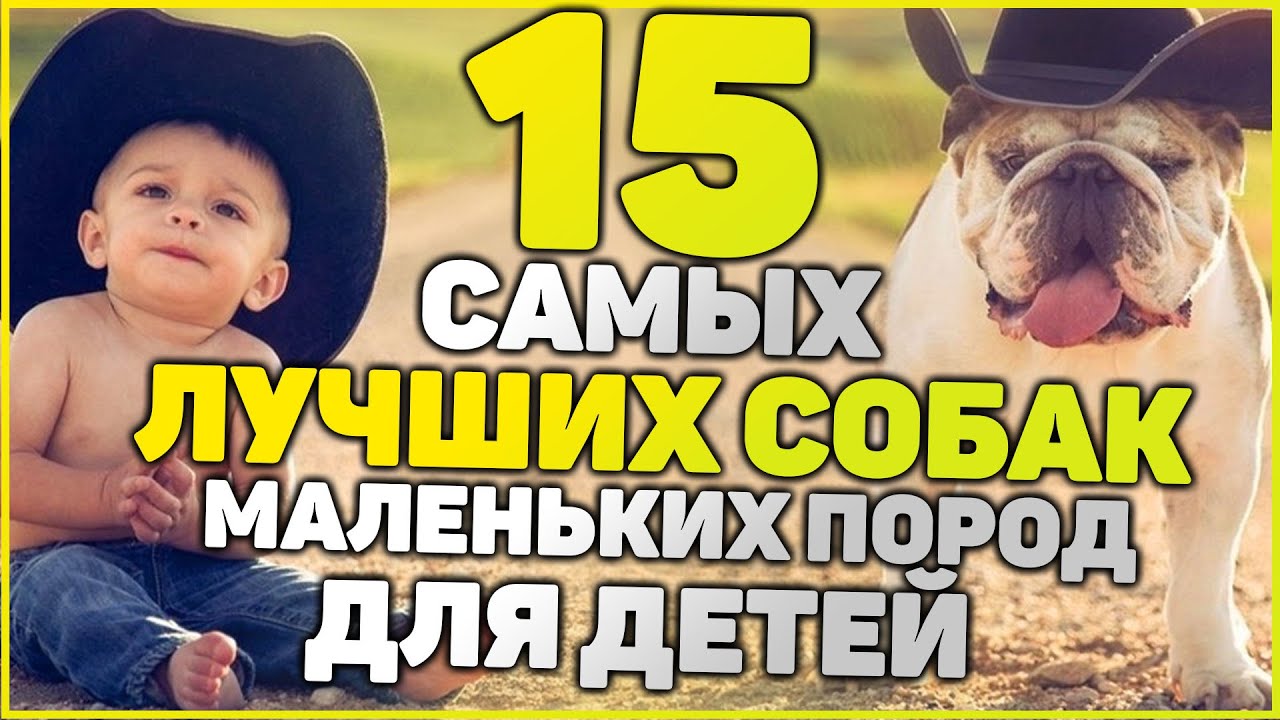 рейтинг пород собак с ребенком рейтинг пород собак с ребенком
