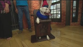 Doggie High Chair