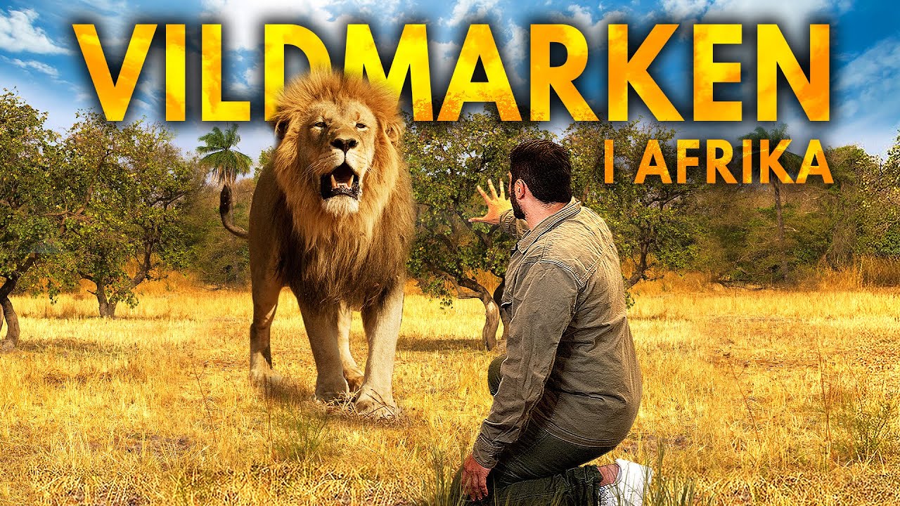 Jag ville se lejon... så jag åkte till Afrika!