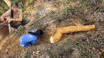 Một hành trình vào trong rừng sâu đào củ mài về ăn, cuộc sống quê