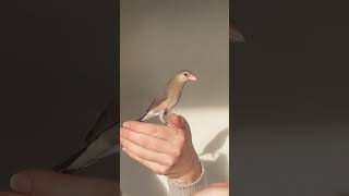 Kaili - Le Padda Apprivoisé À Adopter