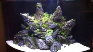 Trigon 190L Aquascape Aqua-Ferrytale