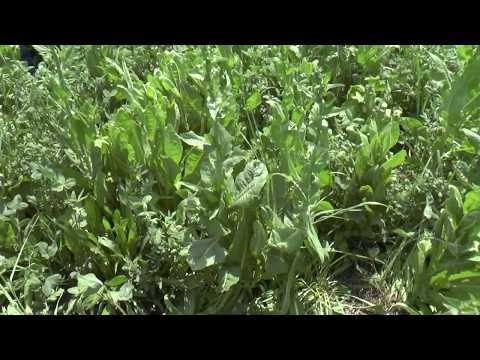 Video: Alsike Planteinformasjon - Growing Hybridum Alsike Clover In The Garden