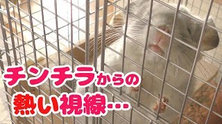 いつも待っててくれるチンチラへの感謝の動画 Moko, thank you for always waiting.