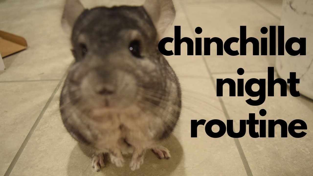 Do Chinchillas Need Sunlight