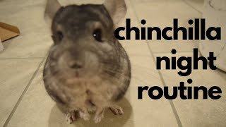 Night Routine With Two Chinchillas
