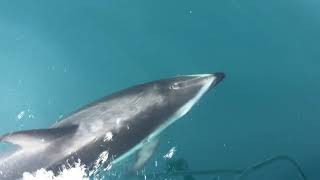 Dolphines in Kaikoura