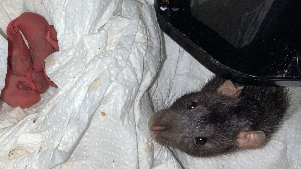 Rat Update Rat room update!! - YouTube