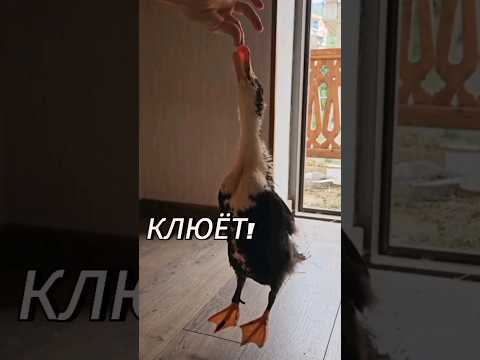 В КОНЦЕ ТРУДОВОЙ НЕДЕЛИ НАДО ВИДЕТЬ ВСЕМ!!1 Уточка прыгает и падает на попу. Гузку. Хвостовой отсек.