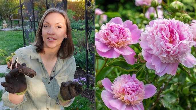 How to harvest peony seeds: and sow new plants