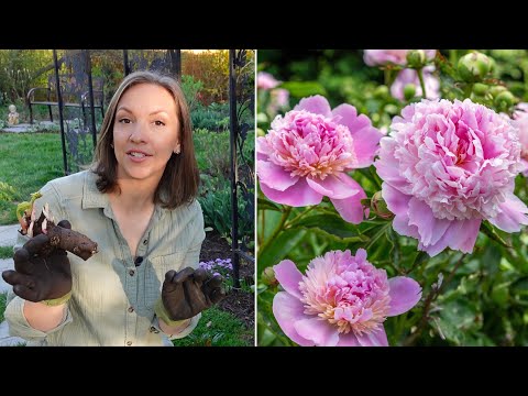 Video: Tipy pre záhradkárov: kedy presádzať pivonky