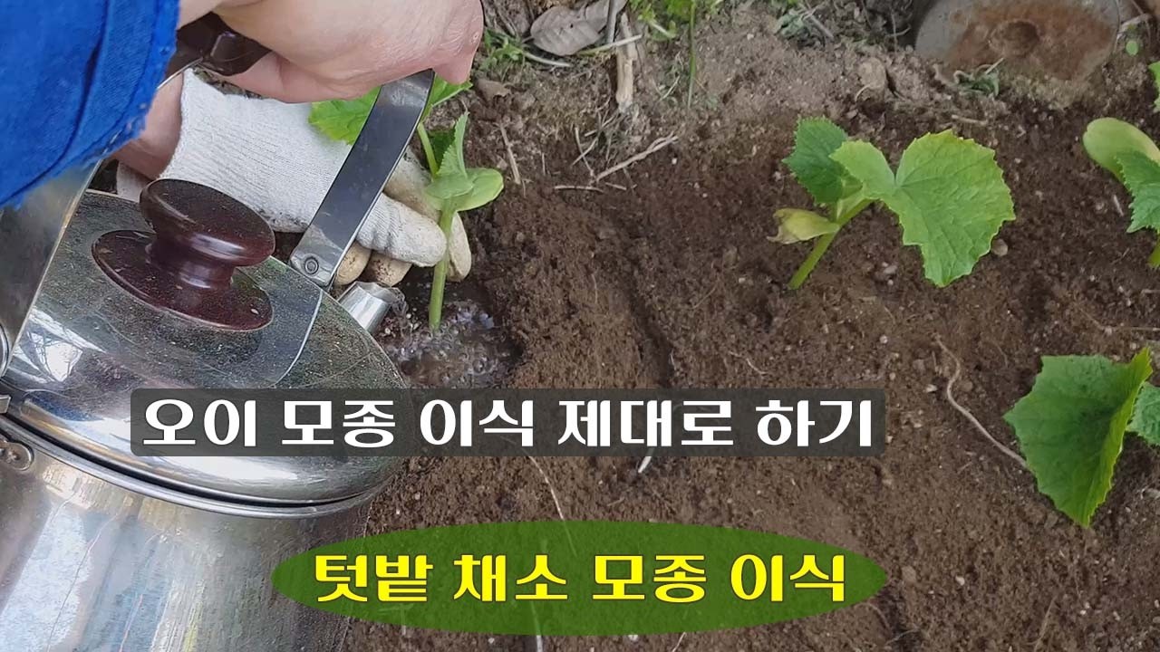 오이 모종 이식 방법 안전한 모종 이식법 텃밭 농사 모종 심기 텃밭 채소 모종 잘 살게 심는 법