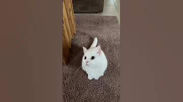 Cat Tiktok Maximestreel 