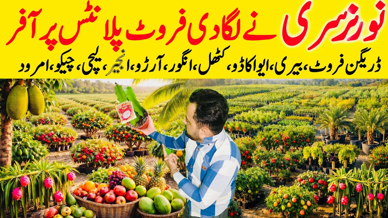 Karachi Nursery Plants | Fruit Plant Pursery in Karachi | Best Nursery in Karachi | Gardening