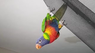Cute Rainbow Lorikeet Playing, Having So Much Fun!!