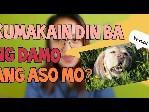 Video: Bakit Ang Isang Aso Ay Kumain Ng Damo